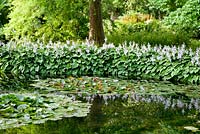 Hosta fortunei 'Albopicta' and Nymphea at Longstock Park Water Gardens