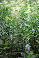 Persicaria amplexicaulis 'Rosea' at Longstock Park Water Gardens