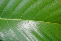 Treculia africana, the African breadfruit leaves