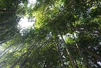 Dendrocalamus giganteus Munro - Giant Bamboo
