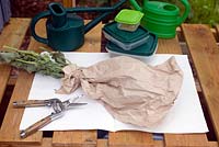 Collecting seeds of papaver somniferum opium poppy in paper bag 