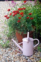 Pot of red ladybird Poppy with pink Valerian and watering can on shingle patio