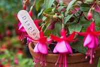 Fuchsia with stamped label