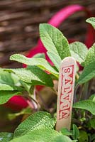 Salvia with stamped label
