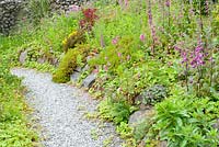 Gravel path stone wall and wild area on slope left for wildlife and naturalised with wildflowers including Digitalis lutea and Silene dioica