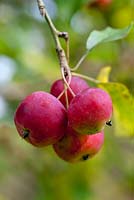 Friut of Malus 'Hyslop' in Autumn