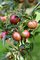 Fruit of Malus 'Wisley Crab' in Autumn