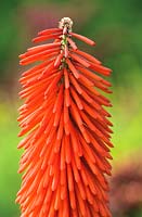 Kniphofia 'Lord Roberts' - Red Hot Poker