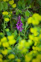 Early Purple Orchid growing amongst Wood Spurge in the bottom of a hedgerow. Orchis mascula, Euphorbia robbiae