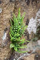 Maidenhair spleenwort growing in the cracks of a wall - Asplenium trichomanes