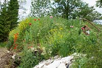 Self sown Opium poppies growing wild on a rubbish heap in Yorkshire - Papaver somniferum
