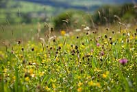 Yellow rattle, Red Clover and Salad Burnet in a field in Yorkshire - Rhinanthus minor, Sanguisorba minor