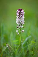 Burnt-tip orchid - Orchis ustulata