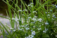 Forget-me-not growing wild by a river - Myosotis scorpioides