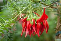 Clianthus puniceus 'Red Cardinal' syn. Clianthus puniceus AGM. Lobster claw