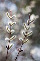 Catkins of Salix purpurea 'Nancy Saunders' - Willow