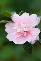 Camellia sasanqua 'Jean May' AGM