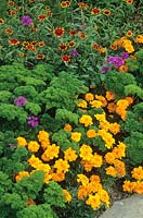 Tagetes patula 'Disco Orange' (marigold ) with Parsley 'Bravour' and Zinnia 'Chippendale'. 