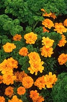 Tagetes patula 'Disco Orange' (marigold ) with Parsley 'Bravour'. 