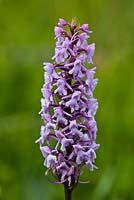 Gymnadenia conopsea - Fragrant orchid 