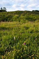 Meadow - Noar Hill, Selborne, Hampshire - Gilbert White nature reserve 