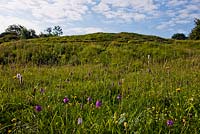 Meadow - Noar Hill, Selborne, Hampshire - Gilbert White nature reserve