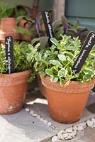Black and white labels in containers of Thymus, Mentha and Salvia. 