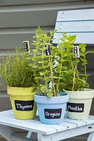 Painted black and white labels in colourful containers of thymus, oregano and mentha