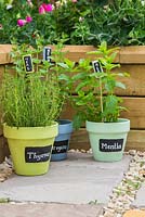 Painted black and white labels in colourful containers use for thymus, oregano and mentha. 