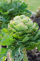 Brussel Sprouts 'Doric F1'