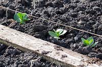 Newly planted Broad Beans