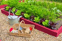 Small raised beds with Lettuces 'Dazzle' and 'Little gem pearl' and Carrots 'Resistafly'. With wicker trug and hand tools. England, June

