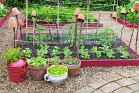 Vegetable garden with pots of herbs - garden Mint, mixed salad leaves, Coriander and Spinach 'Picasso'
