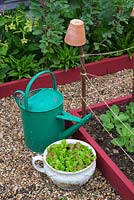 Garden corner with watering cans and chamber pot planted with salad leaves for decorative effect