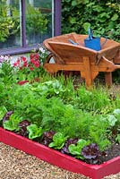 Brightly painted raised beds with Lettuces 'Dazzle' and 'Little gem pearl' and Carrots 'Resistafly', England, June