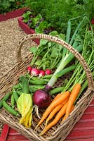Wicker trug of fresh vegetables - Carrots 'Early nantes 5', Peas 'kelvedon wonder', Courgette 'Defender' and Onion 'red baron'