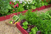 Small vegetable garden with wicker trug of fresh vegetables - Carrots 'Early nantes 5', Peas 'kelvedon wonder', Courgette 'Defender' and Onion 'red baron'

