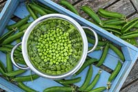 Fresh garden Peas 'Kelvedon wonder', shelled in colander.
