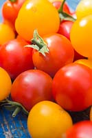 Tomato 'Tumbling Tom' harvest on blue surface