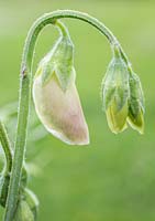 Developing flower of Sweet Pea 'Sugar Almonds'