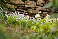 Erythroniums and Anemone nemorosa - Dog-tooth violet and wood anemone