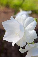 Campanula persicifolia 'Hampstead White'