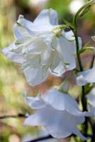 Campanula persicifolia 'Hampstead White'