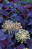 Cotinus with Allium seed heads