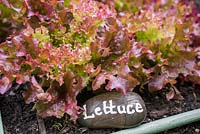 Lettuce label in use