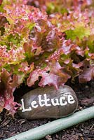 Lettuce label in use
