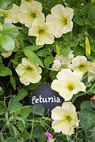 Petunia label in use