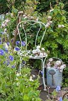 Rosa 'Blush Noisette'  on a chair and in watering can by border