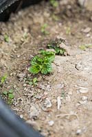 Potato plant emerging through soil
