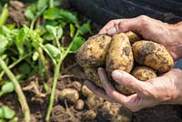 Harvesting potatoes grown in tyres